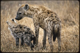 Image of Spotted Hyena