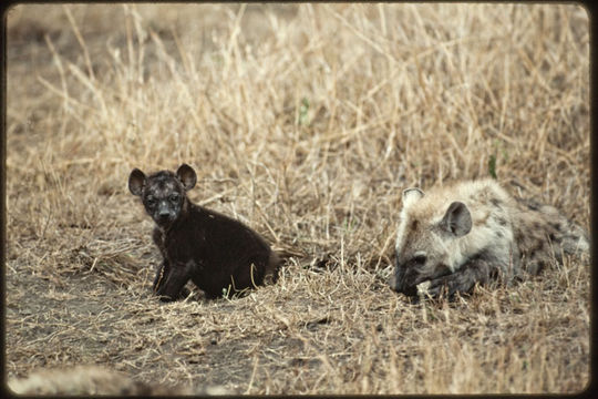 Image of Spotted Hyena