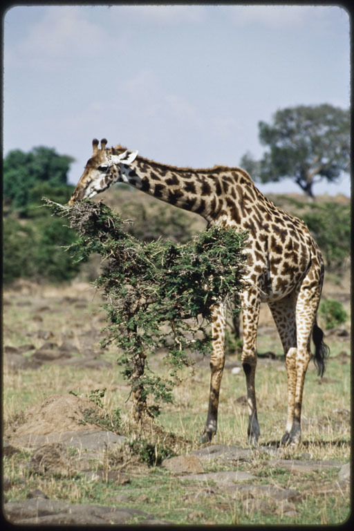 Image of Masai Giraffe