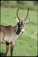 Image of Defassa Waterbuck