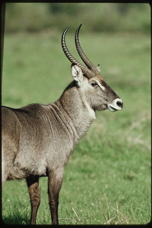 Image of Defassa Waterbuck