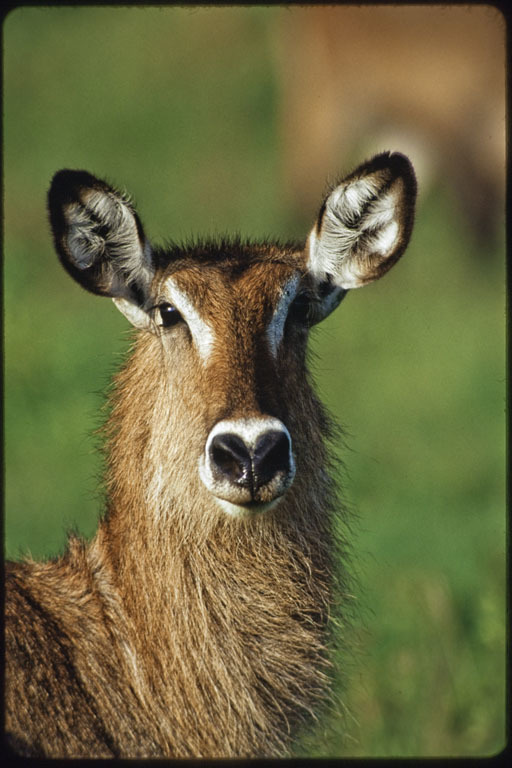 Image of Defassa Waterbuck