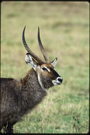 Image of Defassa Waterbuck