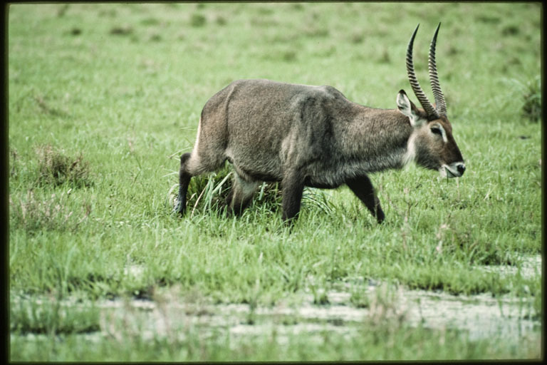 Image of Defassa Waterbuck