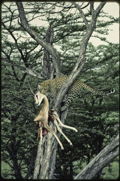 Image of Leopard