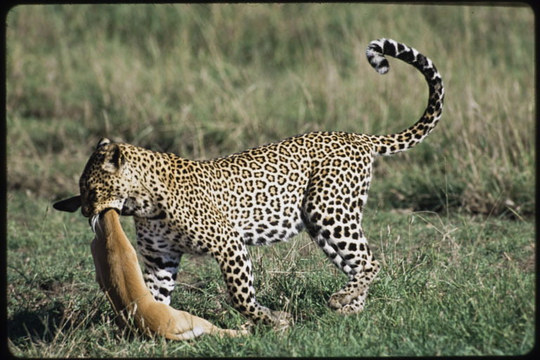 Imagem de Leopardo