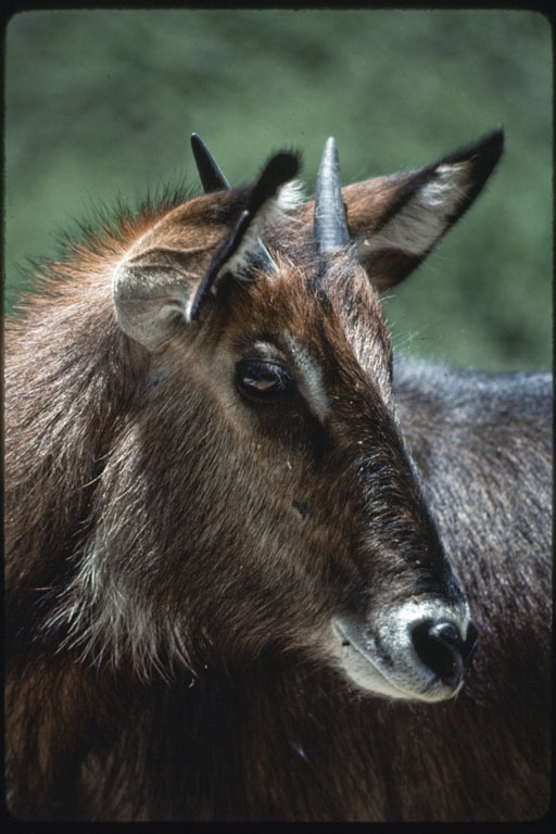 Image of Defassa Waterbuck