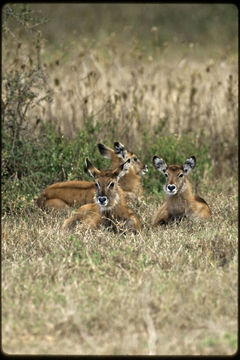 Image of Defassa Waterbuck