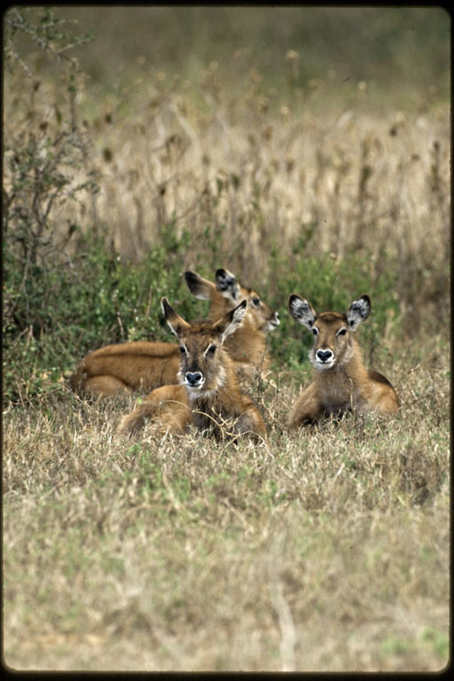 Image of Defassa Waterbuck