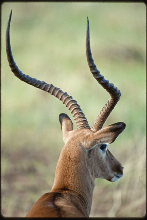 Image de Impala