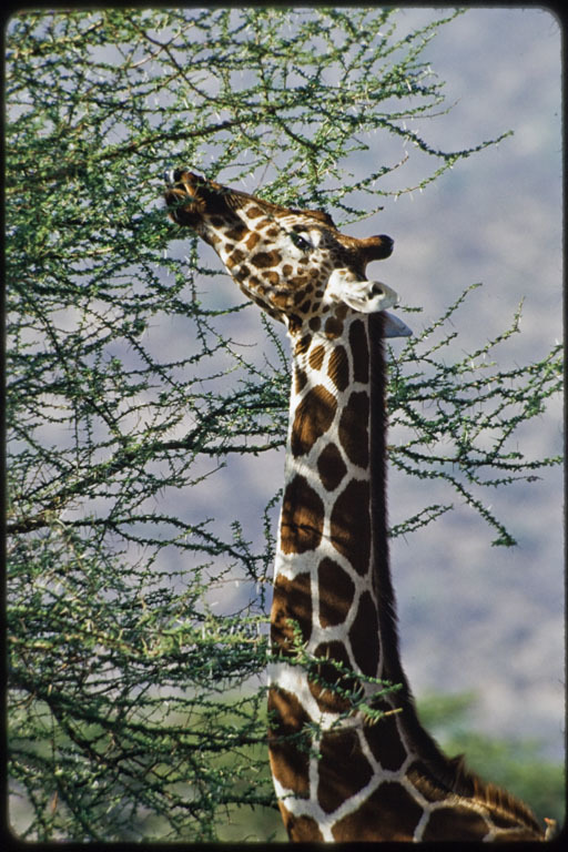 Plancia ëd <i>Giraffa camelopardalis reticulata</i>