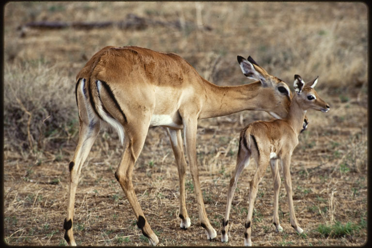 Image de Impala