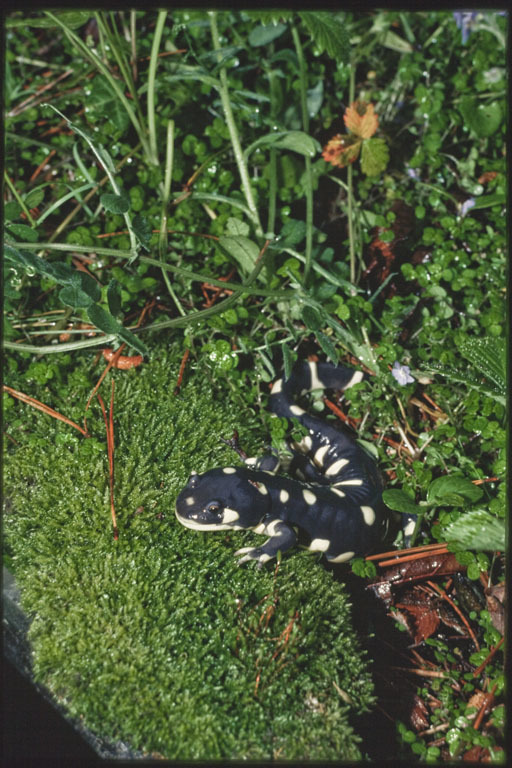 Image of California Tiger Salamander