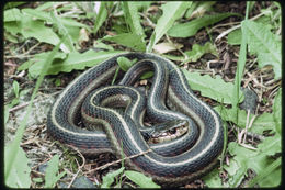 Image of Terrestrial (Wandering) Garter Snake