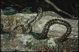 Image de Morelia spilota mcdowelli Wells & Wellington 1984