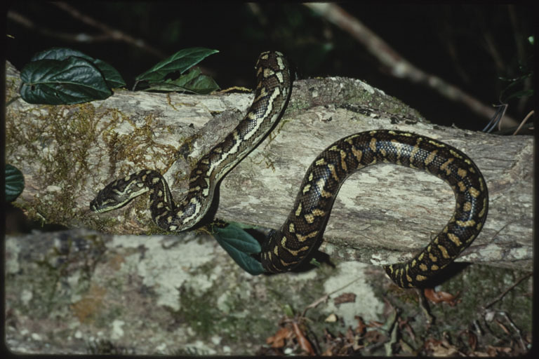 Image of Morelia spilota mcdowelli Wells & Wellington 1984