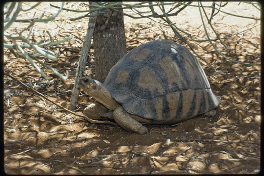 Imagem de Astrochelys radiata (Shaw 1802)