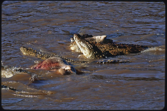 Image of Nile crocodile