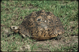 Image of Leopard Tortoise