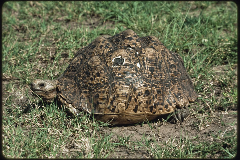 Image of Leopard Tortoise