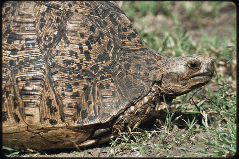 Image of Leopard Tortoise
