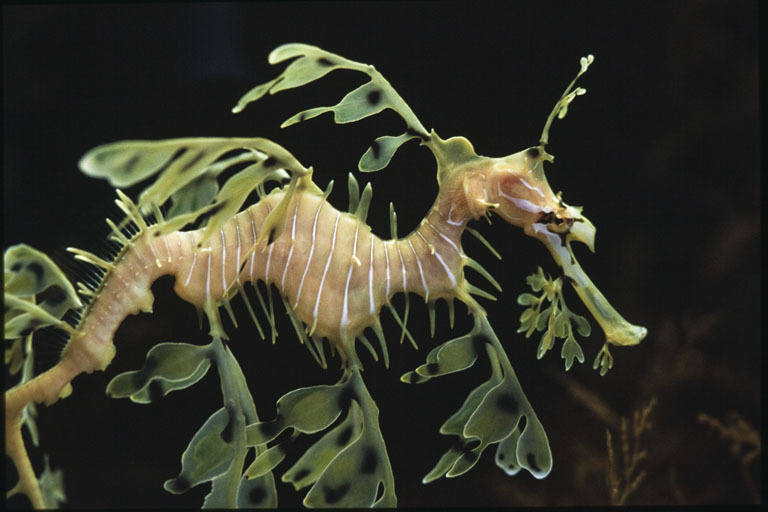 Image of Glauerts Seadragon