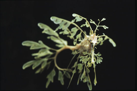 Image of Glauerts Seadragon