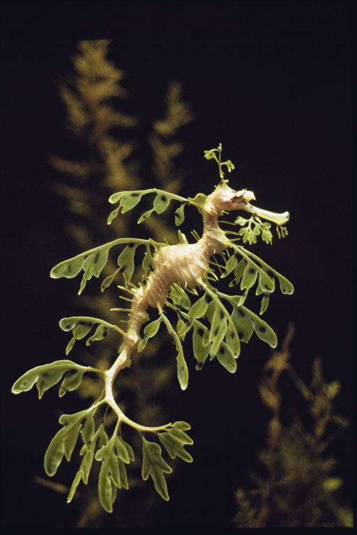 Image of Glauerts Seadragon