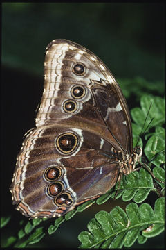 Image of Blue-banded Morpho Butterfly