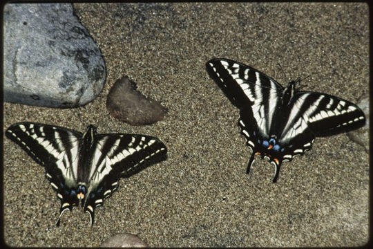 Image of Pale Swallowtail