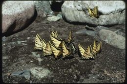 Image of Two-tailed Swallowtail