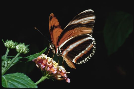 Image de Dryas iulia Fabricius 1775