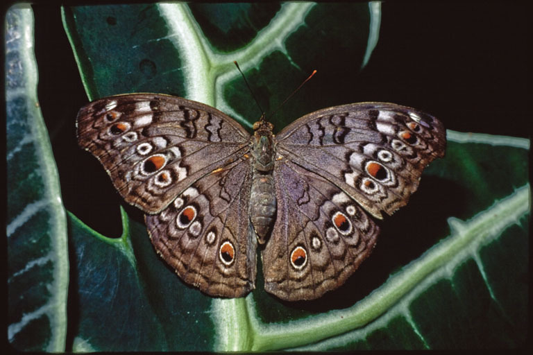 Image of Grey Pansy Butterfly