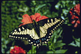 Image of Anise Swallowtail