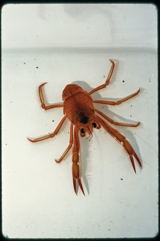 Image of Red Crab