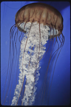 Image of Sea nettle