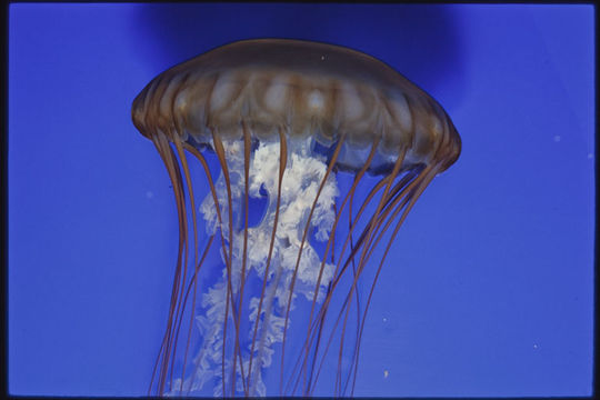 Image of Sea nettle