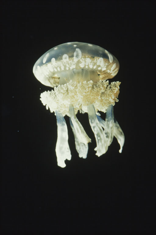 Image of Spotted jelly