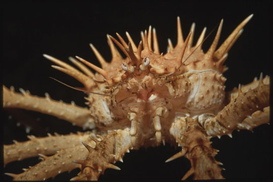 Image of Spiny King Crab