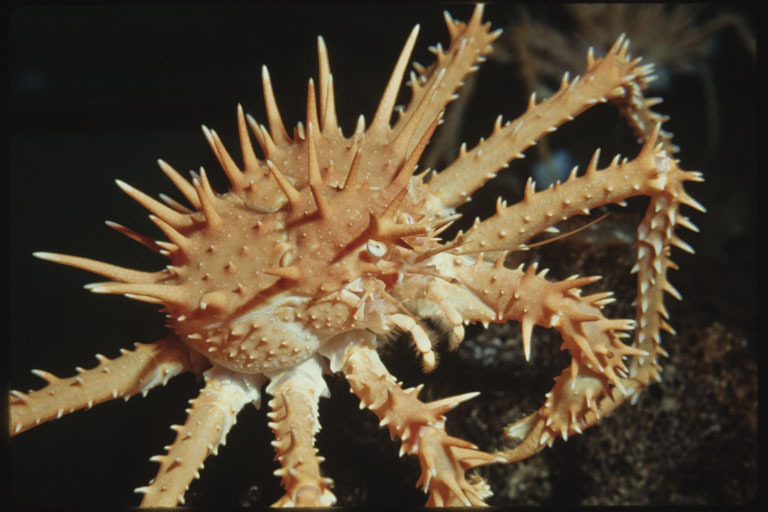 Image of Spiny King Crab