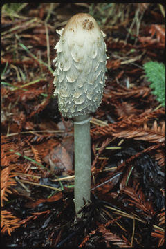 Image of Lawyers' wig