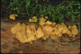 Image of Witches butter