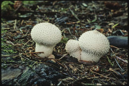 Imagem de Lycoperdon perlatum Pers. 1796