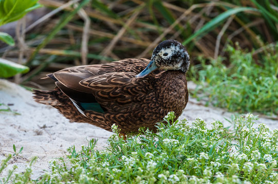 Image of Laysan Duck