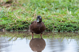 Image of Laysan Duck