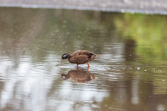 Image of Laysan Duck