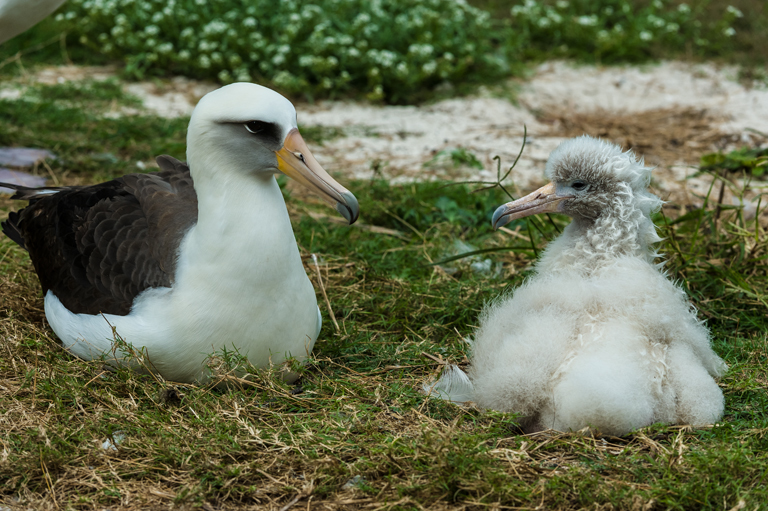 Image of Laysan Albatross