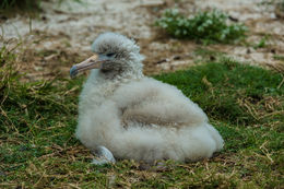 Image of Laysan Albatross