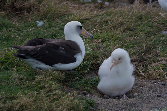 Image of Laysan Albatross