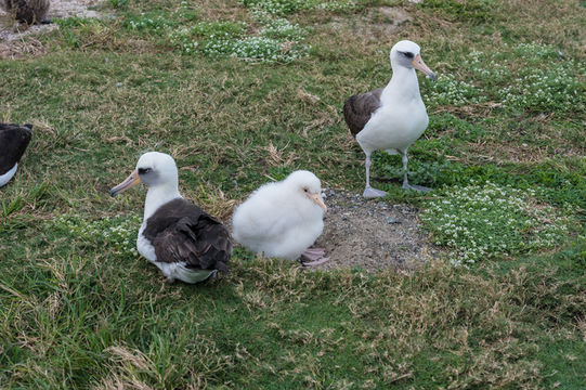 Image of Laysan Albatross